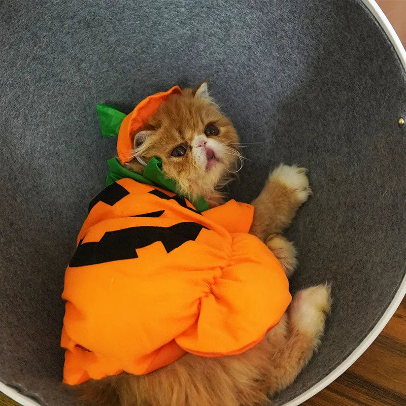 Haustierkatze Halloween Kürbistuchkostüme