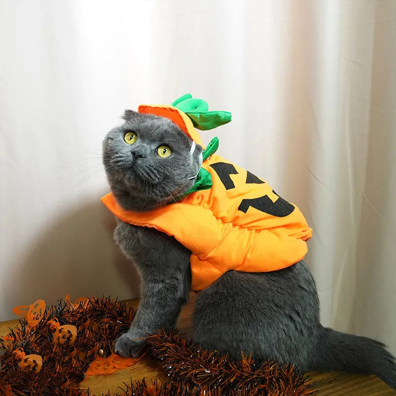 Pet Cat Halloween Costumes de tissu de citrouille