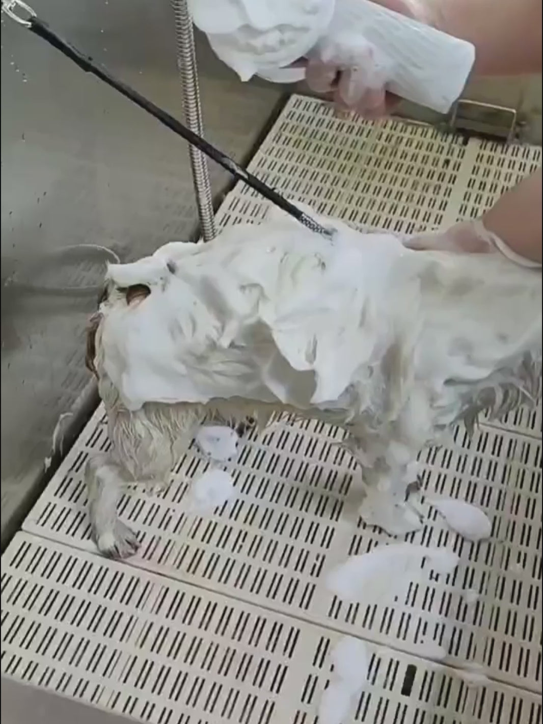 Brosse de bain pour animaux de compagnie en moussage automatique électrique avec distributeur de savon